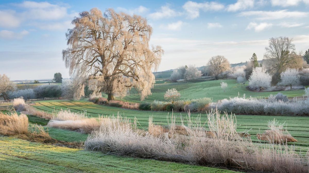 stratégies hivernales pour les mauvaises herbes : connaître les meilleures pratiques